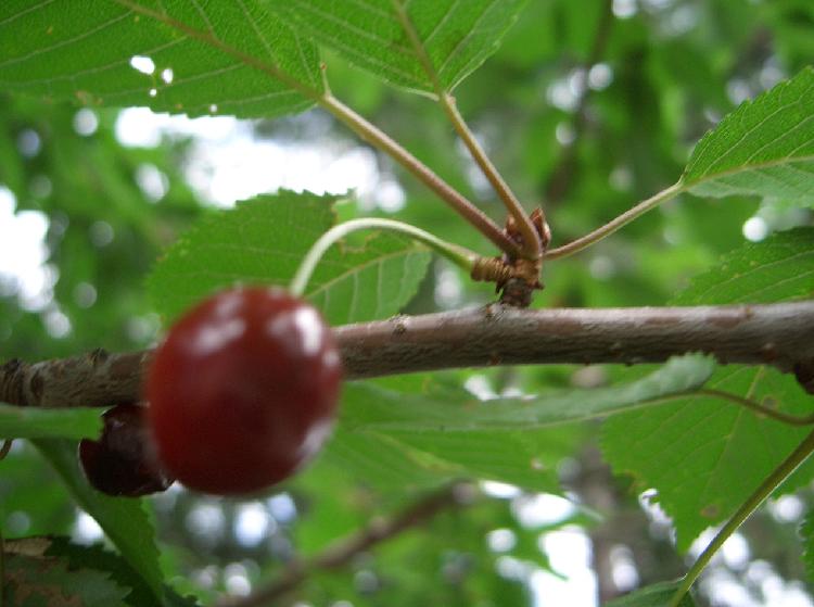 Prunus avium / Ciliegio selvatico